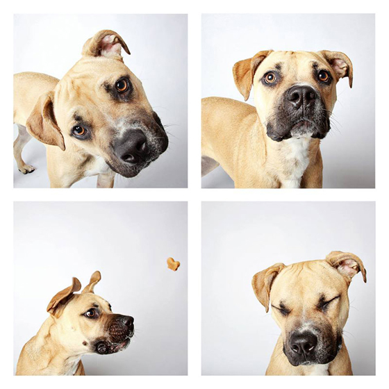 humane-society-of-utah-photo-booth-dog-pics-to-increase-adoption-10