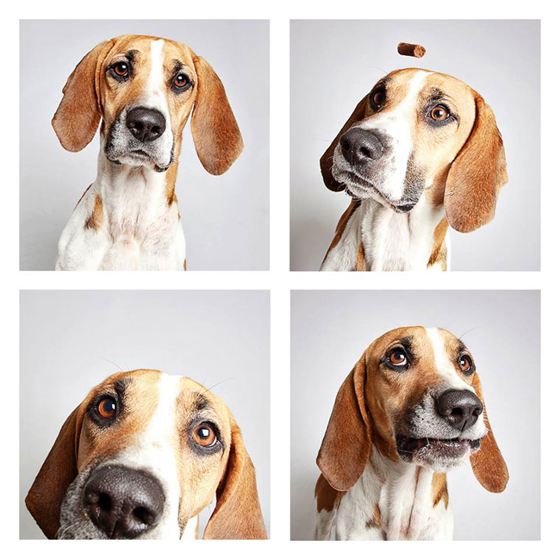 humane-society-of-utah-photo-booth-dog-pics-to-increase-adoption-13