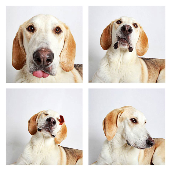 humane-society-of-utah-photo-booth-dog-pics-to-increase-adoption-15