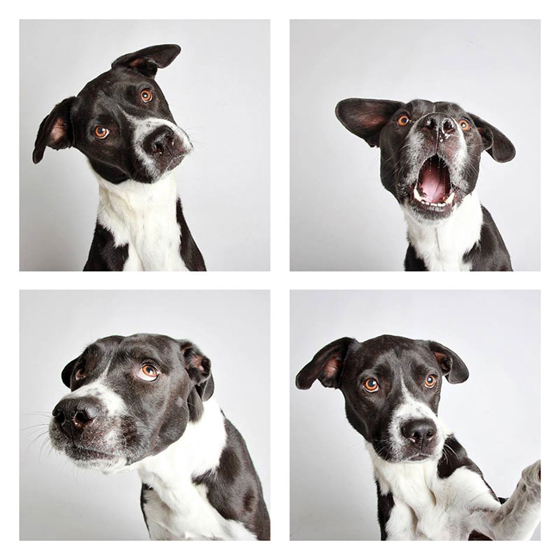 humane-society-of-utah-photo-booth-dog-pics-to-increase-adoption-17