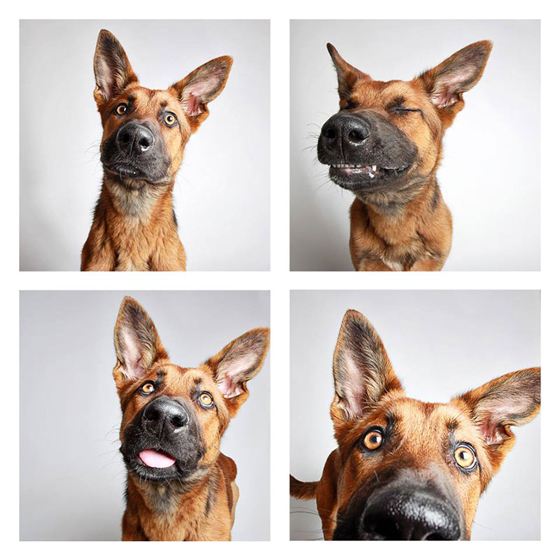 humane-society-of-utah-photo-booth-dog-pics-to-increase-adoption-18
