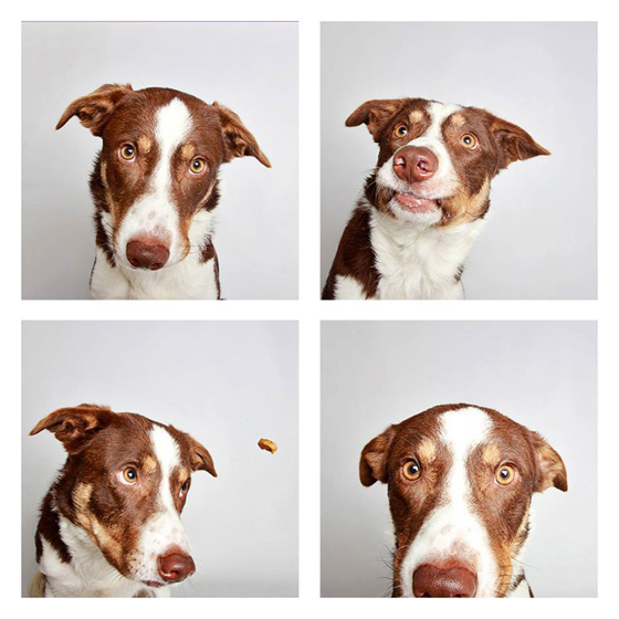 humane-society-of-utah-photo-booth-dog-pics-to-increase-adoption-2