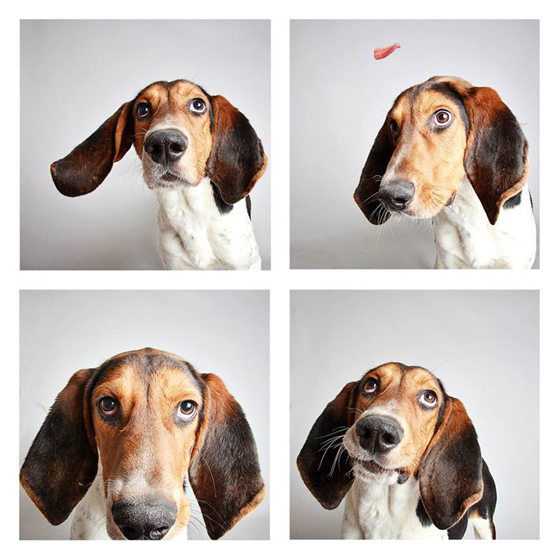 humane-society-of-utah-photo-booth-dog-pics-to-increase-adoption-20