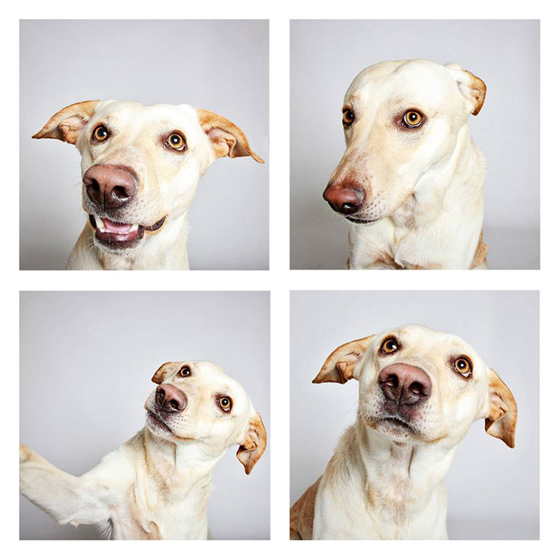 humane-society-of-utah-photo-booth-dog-pics-to-increase-adoption-21