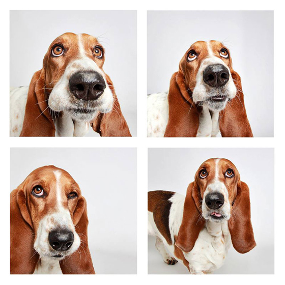 humane-society-of-utah-photo-booth-dog-pics-to-increase-adoption-22