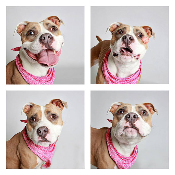 humane-society-of-utah-photo-booth-dog-pics-to-increase-adoption-23