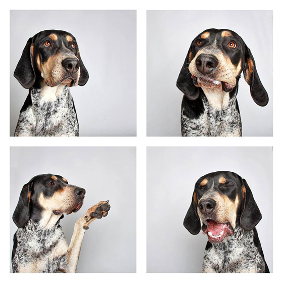 humane-society-of-utah-photo-booth-dog-pics-to-increase-adoption-24