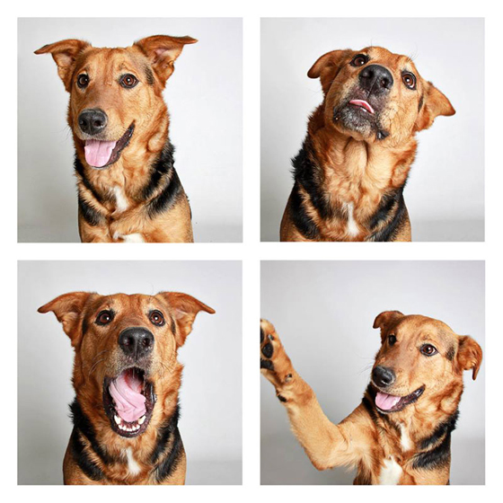 humane-society-of-utah-photo-booth-dog-pics-to-increase-adoption-25