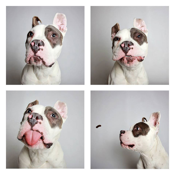 humane-society-of-utah-photo-booth-dog-pics-to-increase-adoption-3