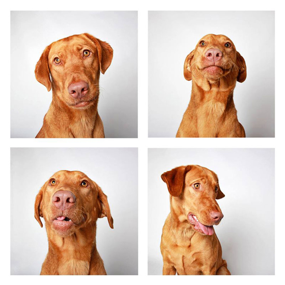 humane-society-of-utah-photo-booth-dog-pics-to-increase-adoption-4
