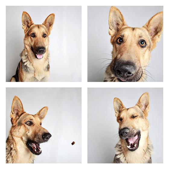 humane-society-of-utah-photo-booth-dog-pics-to-increase-adoption-7