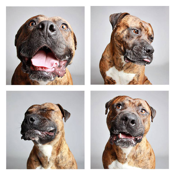 humane-society-of-utah-photo-booth-dog-pics-to-increase-adoption-8