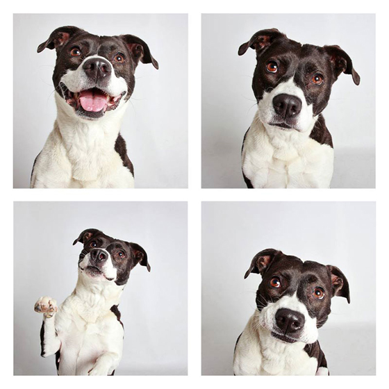 humane-society-of-utah-photo-booth-dog-pics-to-increase-adoption-9
